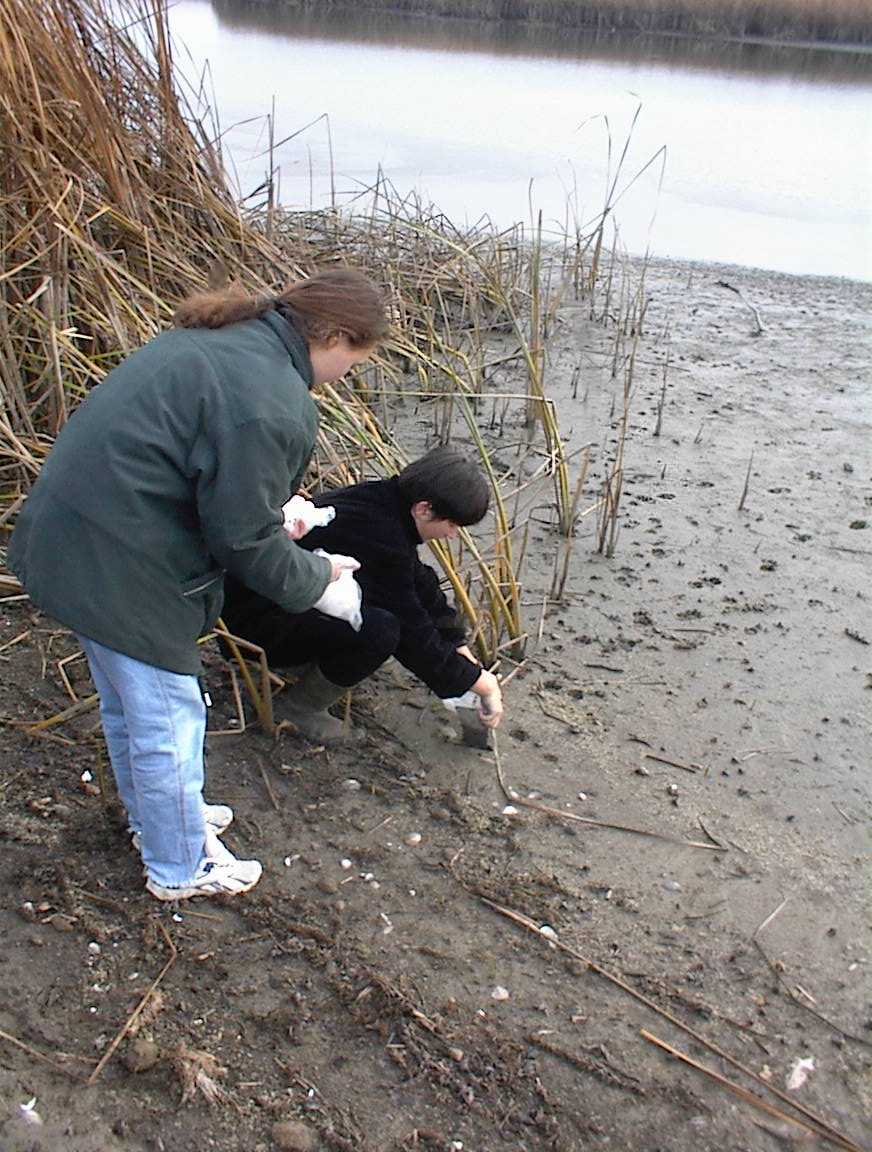Tiszai ciánszennyezés KÖRnyezetvédelmi INFOrmáció